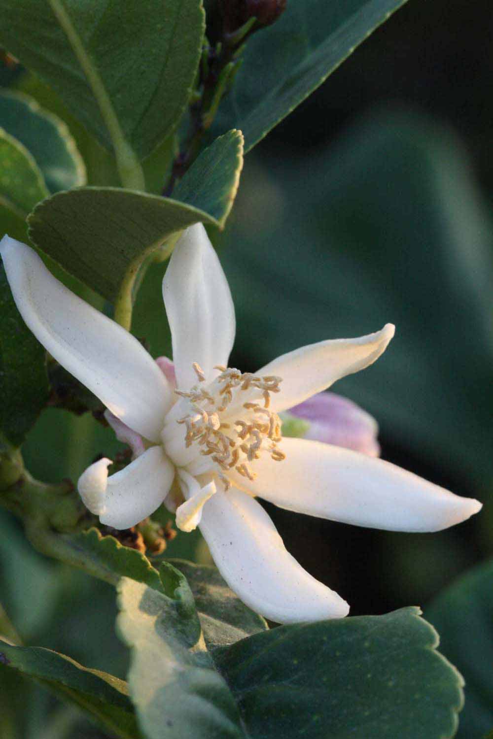              Flower (Riverside, CA)       